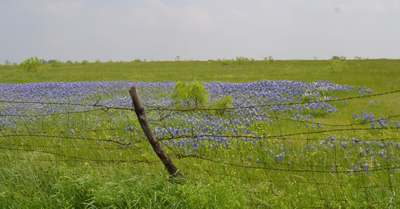 Bluebonnets in the pasture